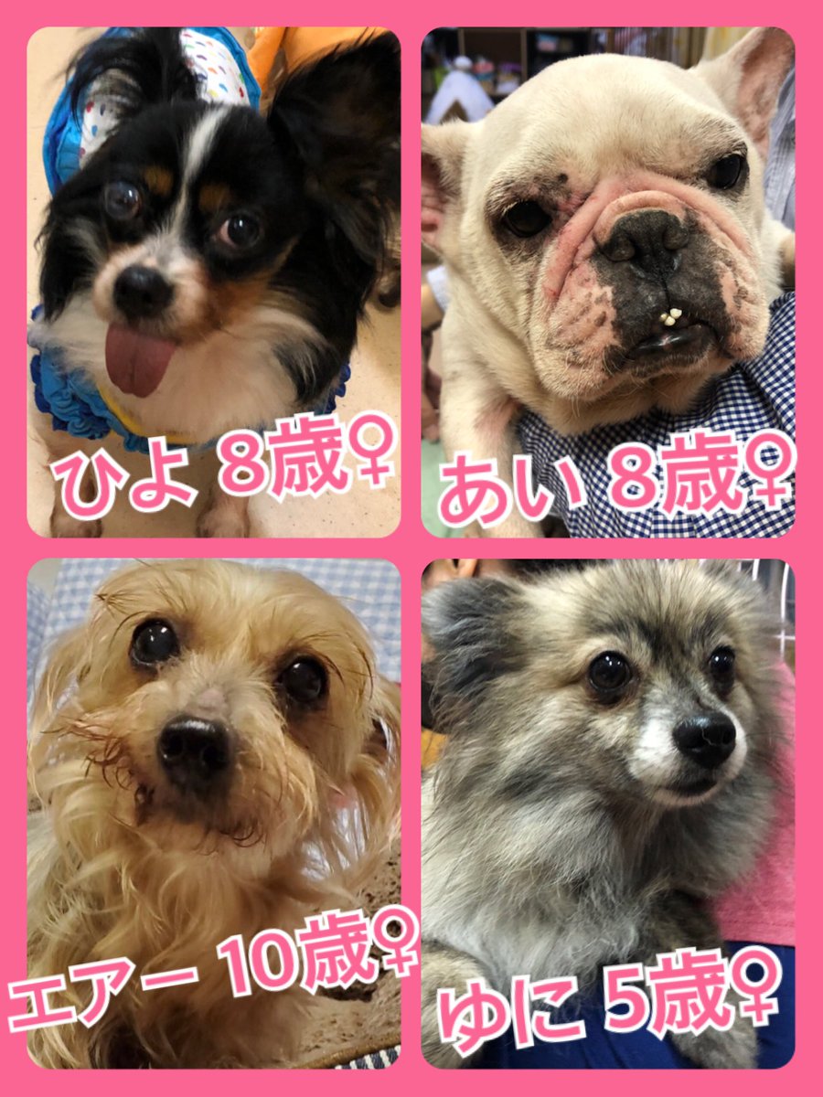 🐾今日の里親様募集中ワンコ🐶メンバーです🐾2020,5,4